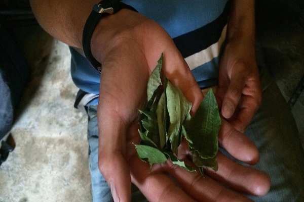 Imagen publicación: Universidad Distrital participa en el estudio sobre la hoja de coca