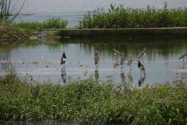 Imagen publicación: Estudiante de Licenciatura en Biología, desarrolla proyecto en favor de la fauna silvestre en los humedales urbanos.